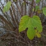 Humulus lupulus Levél