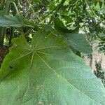 Paulownia tomentosa 叶