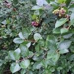 Aronia mitschurinii (Sorbaronia mitschurinii)Vrucht