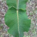 Asclepias amplexicaulis Leaf