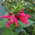 Salvia oxyphora Flor