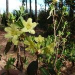 Rhododendron trichocladum Flor