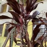 Cordyline fruticosaBlad