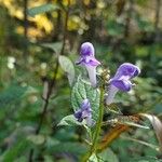 Scutellaria incana Blüte