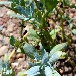 Heliotropium veronicifolium Hoja
