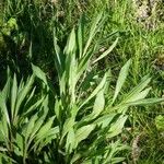 Cyanus triumfettii Leaf