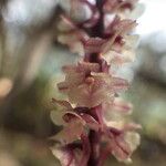 Rhipidoglossum rutilum Flower