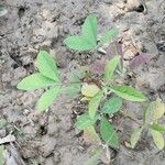 Crotalaria pallida Лист