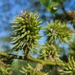 Salix laggeri Flor