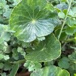 Hydrocotyle bonariensis Leaf