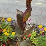 Canna indica Frunză