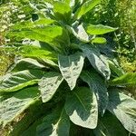 Verbascum densiflorum ശീലം