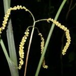 Chamaedorea dammeriana Fruit