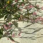 Persicaria lapathifolia Likasa