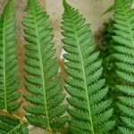 Dicksonia antarctica Leaf