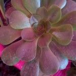 Aeonium castello-paivae Likasa