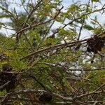 Dichrostachys cinerea Fruit