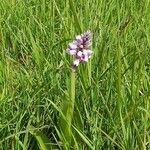 Orchis militaris Flower