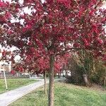 Malus floribunda Bark