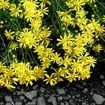 Senecio squalidus Libunga
