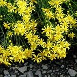 Senecio squalidus عادت داشتن