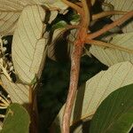 Clethra hondurensis Leaf