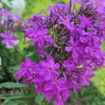 Phlox maculataപുഷ്പം