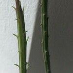 Kleinia stapeliiformis Hoja