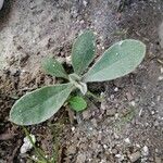 Lychnis coronariaBlad