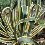 Agave americanaFrunză