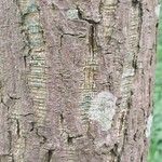 Acer davidii Écorce