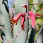 Aloe divaricata Цвят