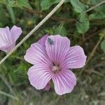 Malope malacoides Květ