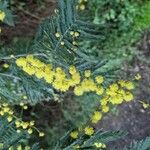 Acacia dealbata Flor