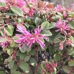 Loropetalum chinenseКвітка