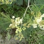 Acacia mearnsii Flor