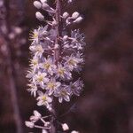 Drimia numidica Flower