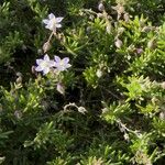 Spergularia rupicola Flower