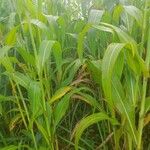 Sorghum bicolor Blatt