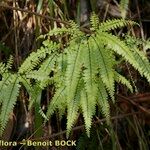 Adiantum hispidulum Blatt