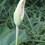 Arisaema dracontium Kvet