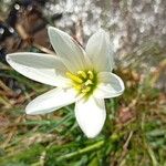 Zephyranthes candida 花