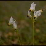 Primula clevelandii Blomst