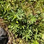 Alchemilla alpinaFoglia