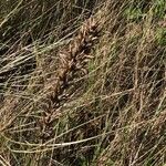 Orobanche purpurea Fruit