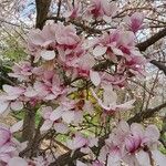 Magnolia × soulangeana Цветок