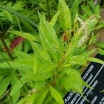 Asclepias incarnata Staniste