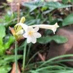 Cyrtanthus mackenii Flower