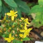 Hypericum hirsutum Fula