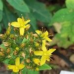 Hypericum hirsutum Flower